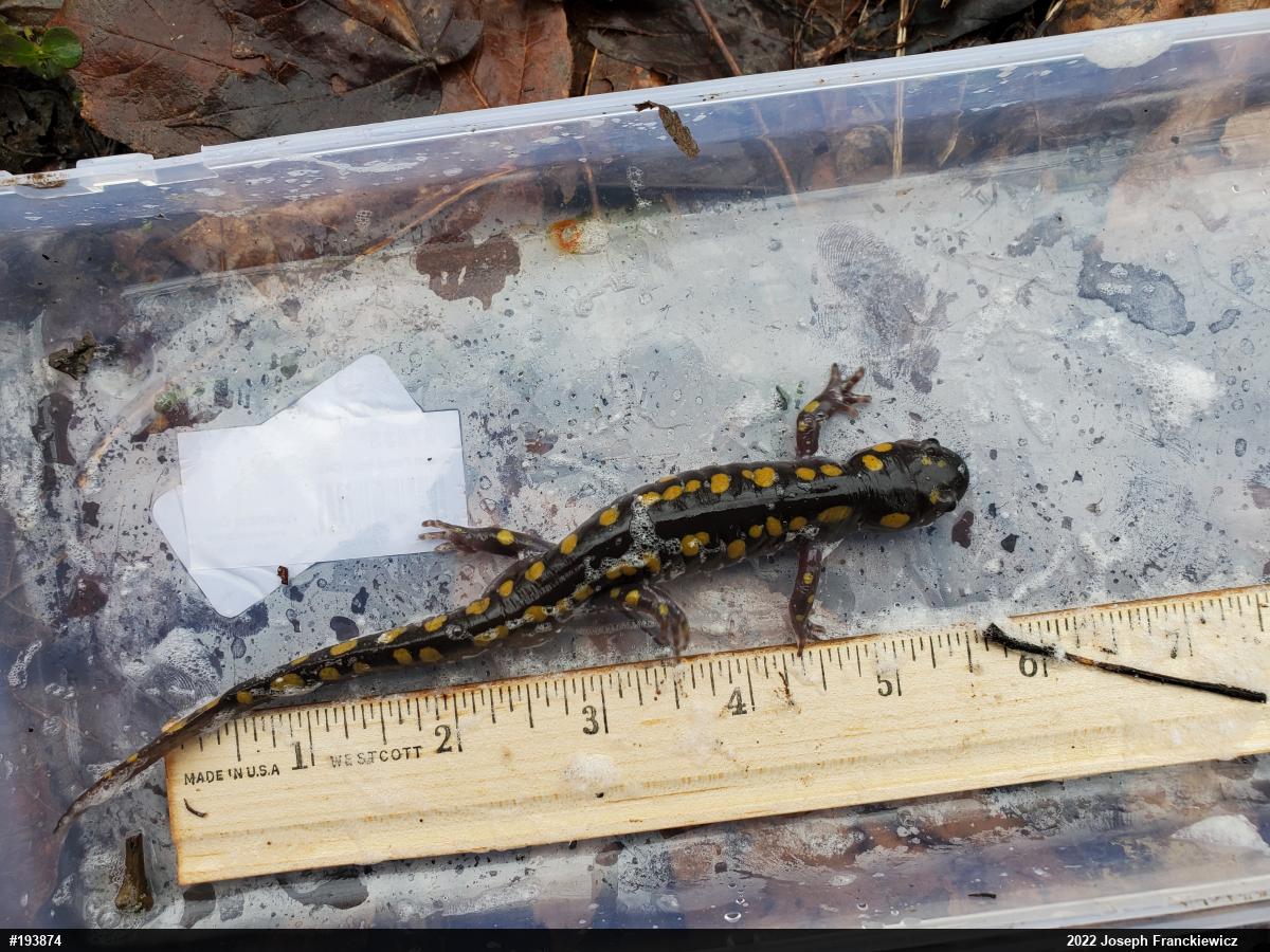 Spotted Salamander