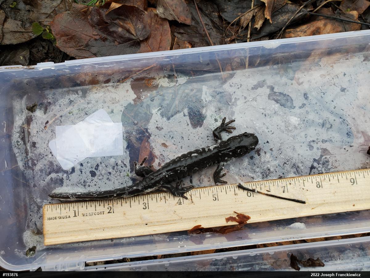 Jefferson Salamander