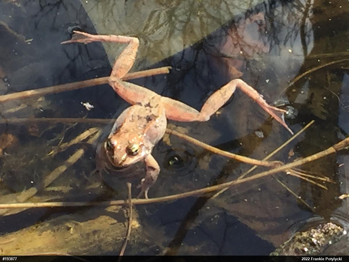 Wood Frog