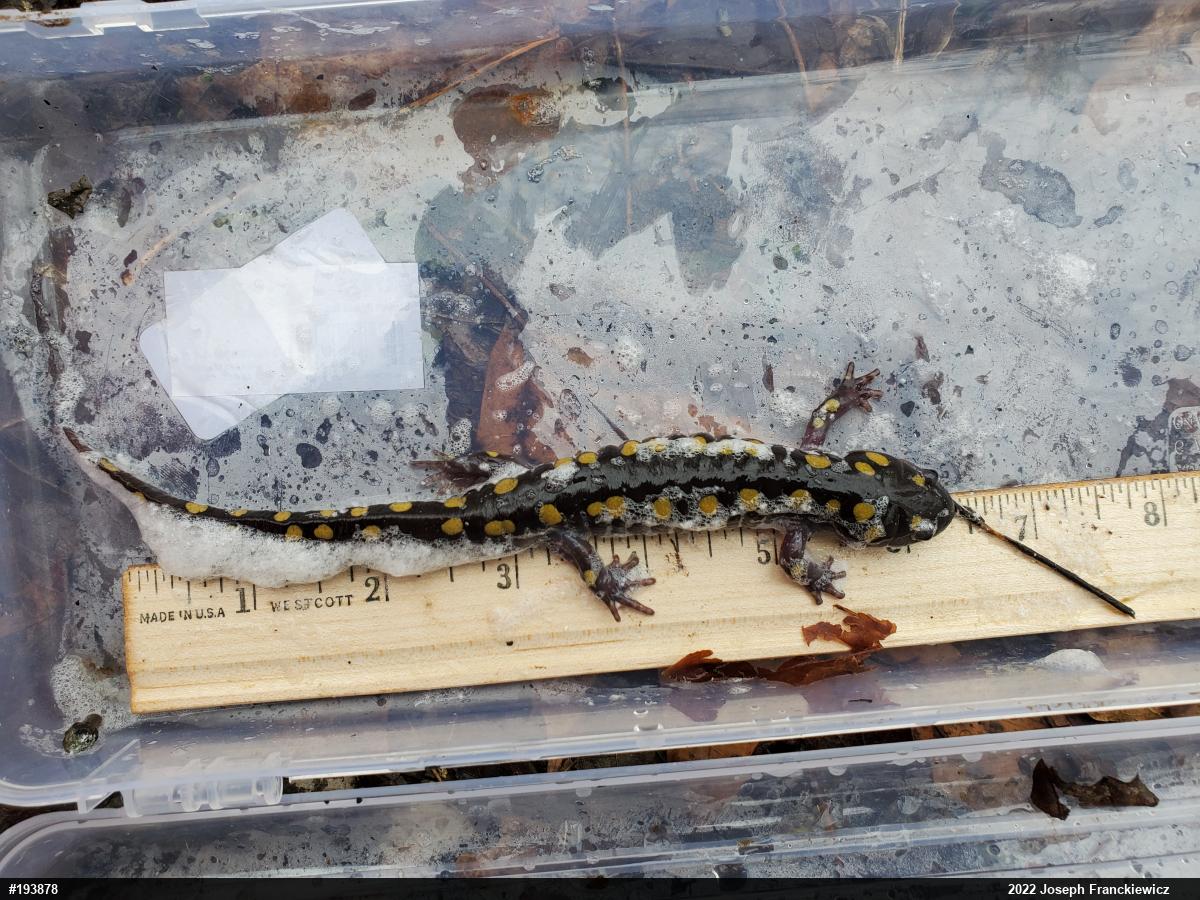 Spotted Salamander