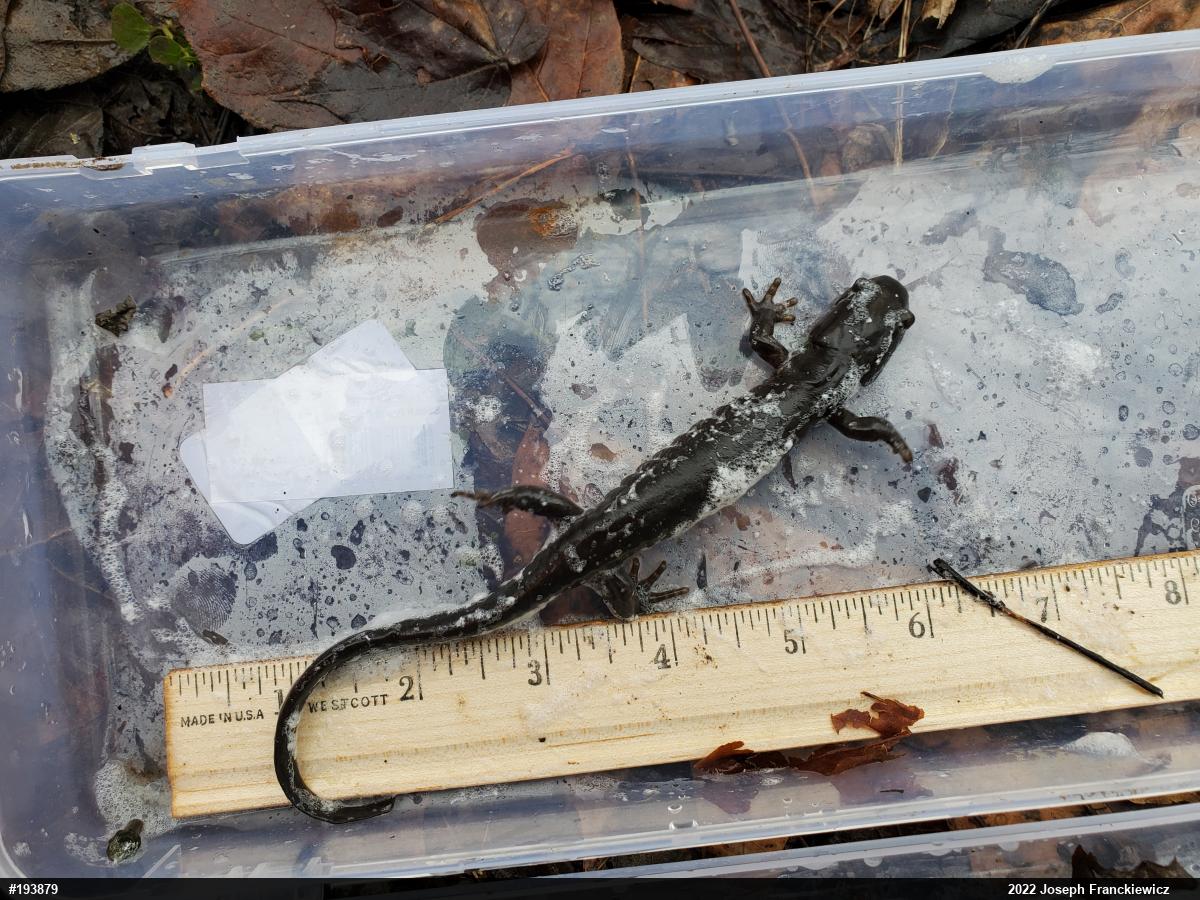 Jefferson Salamander