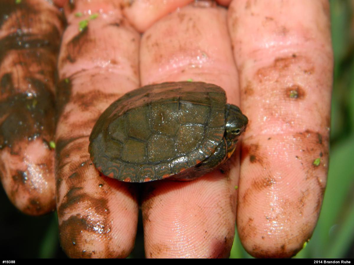Painted Turtle