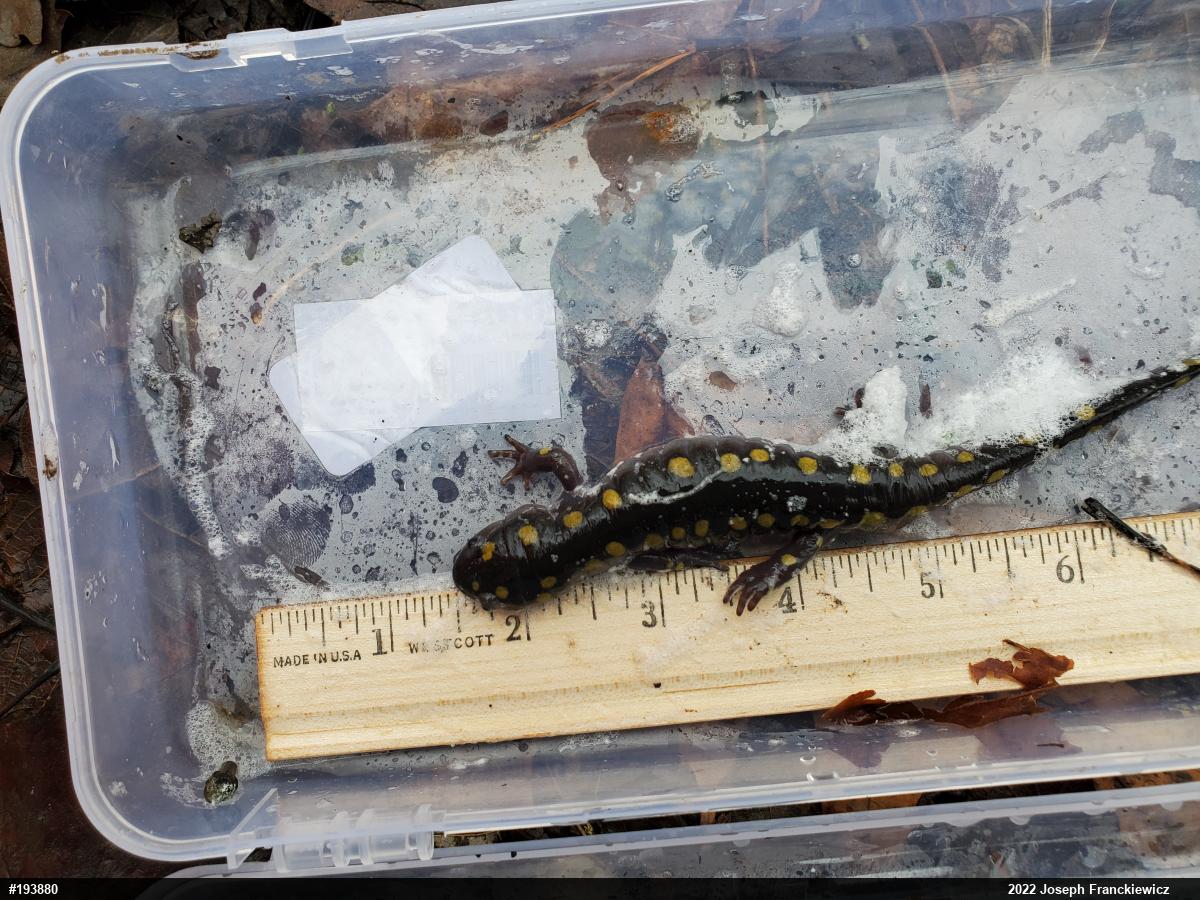 Spotted Salamander