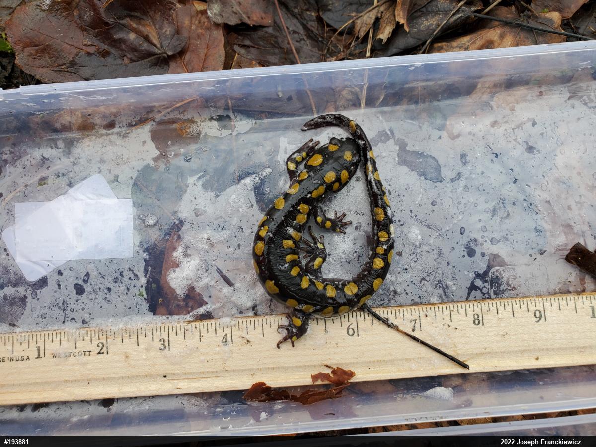 Spotted Salamander