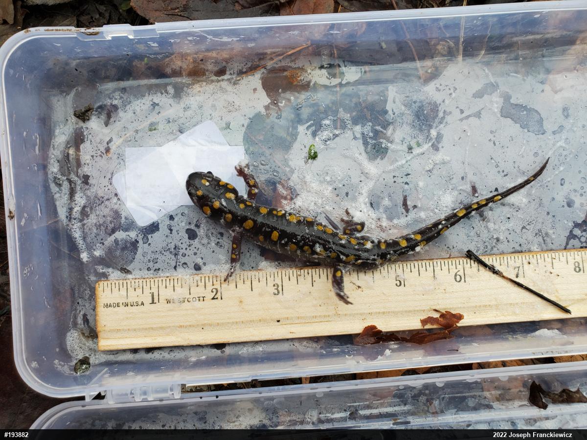 Spotted Salamander