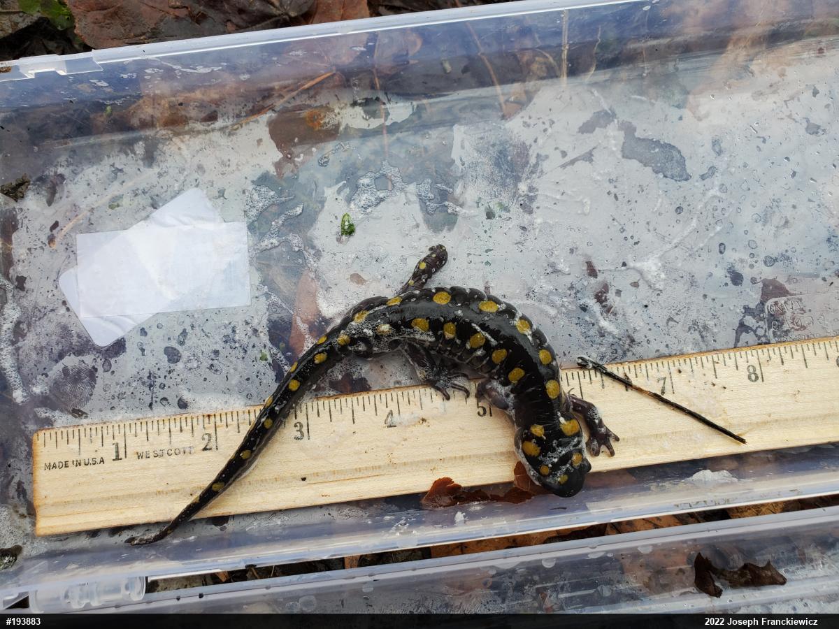 Spotted Salamander