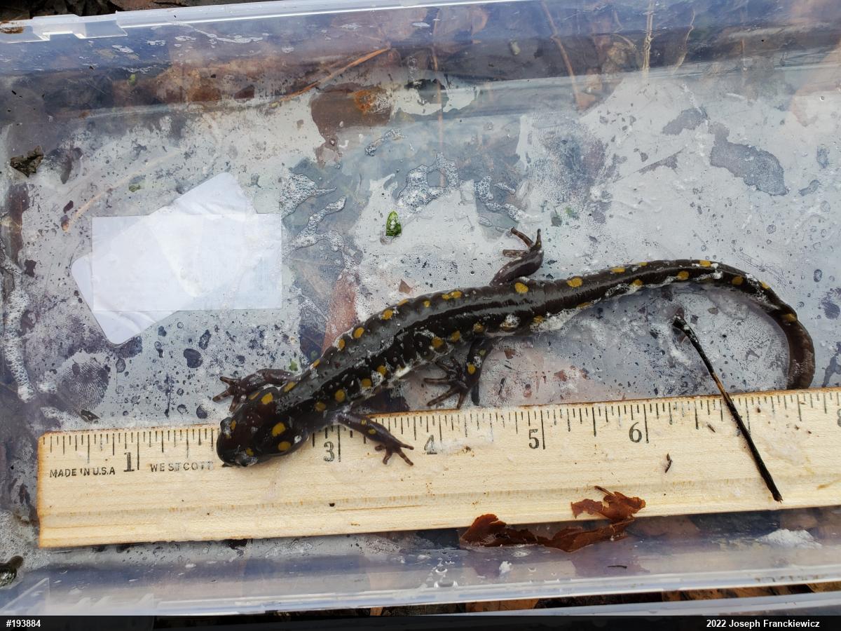 Spotted Salamander