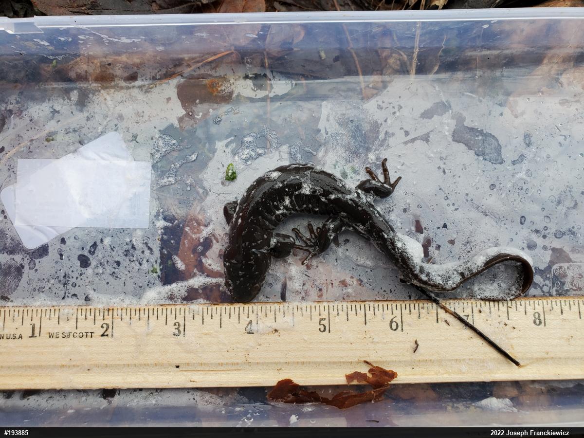 Jefferson Salamander