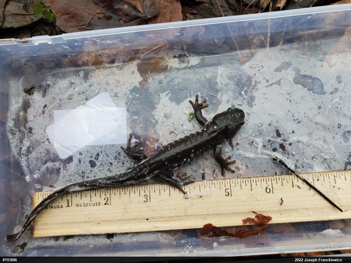 Jefferson Salamander