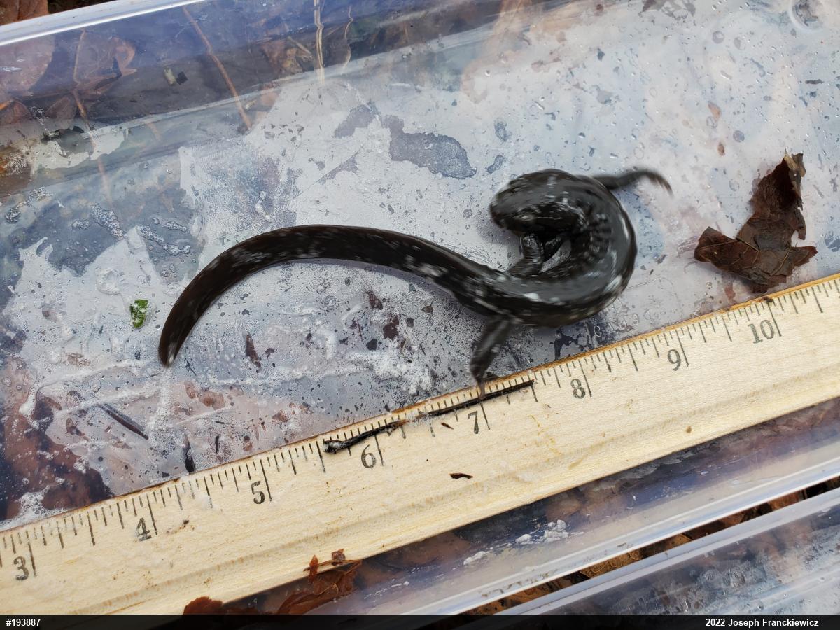 Jefferson Salamander