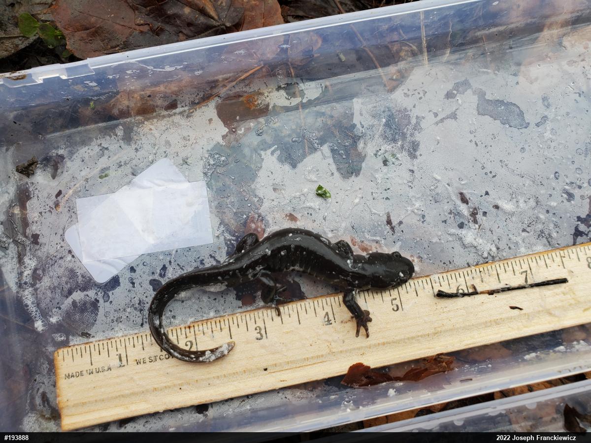 Jefferson Salamander