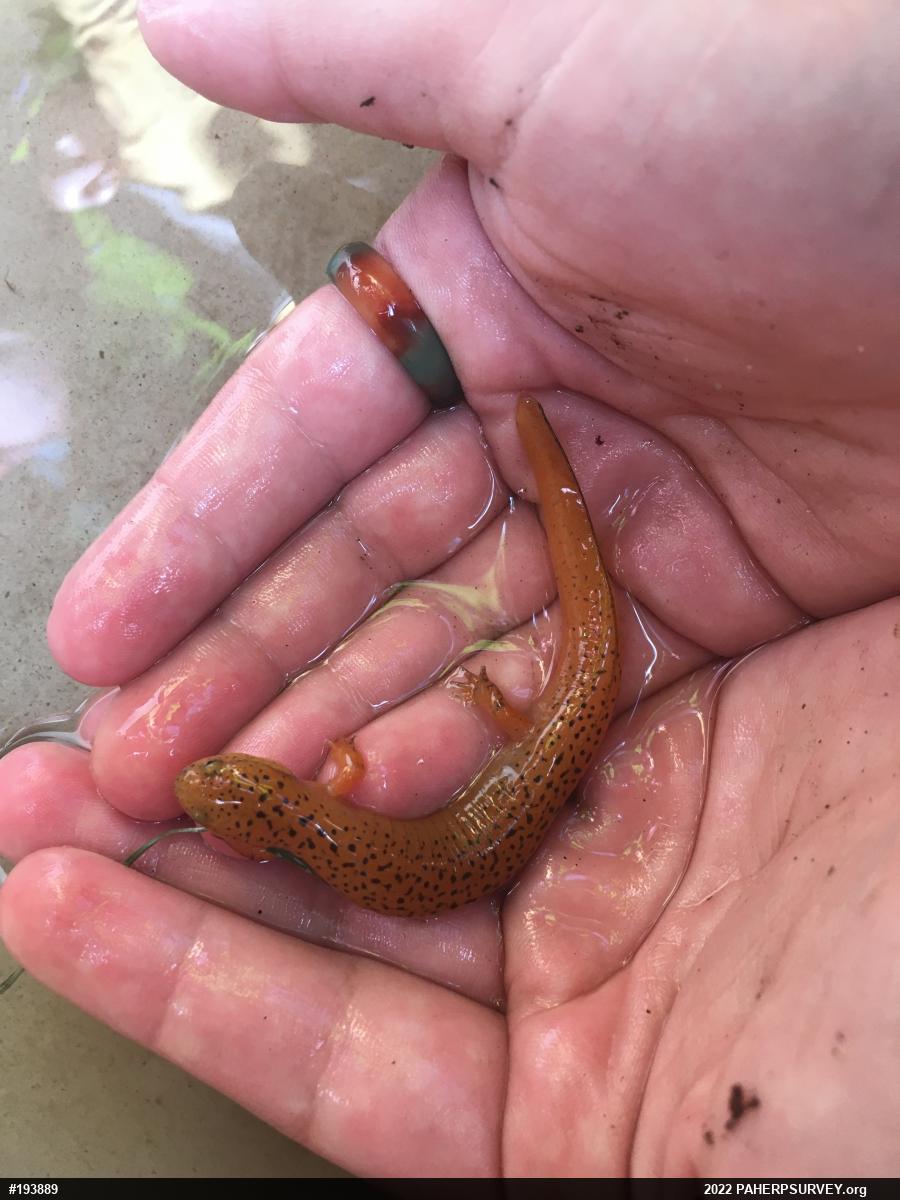 Northern Red Salamander