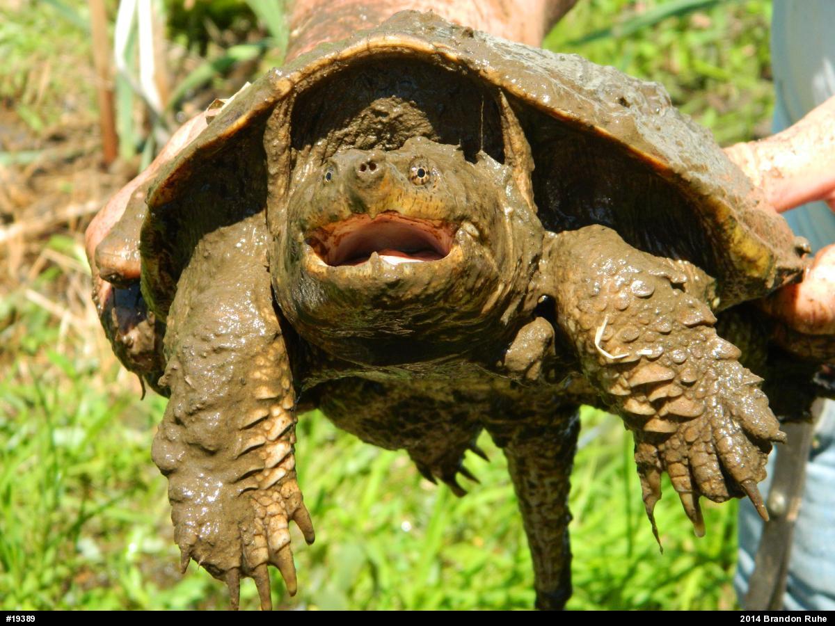 Snapping Turtle