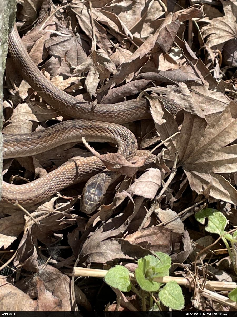 Dekay's Brownsnake