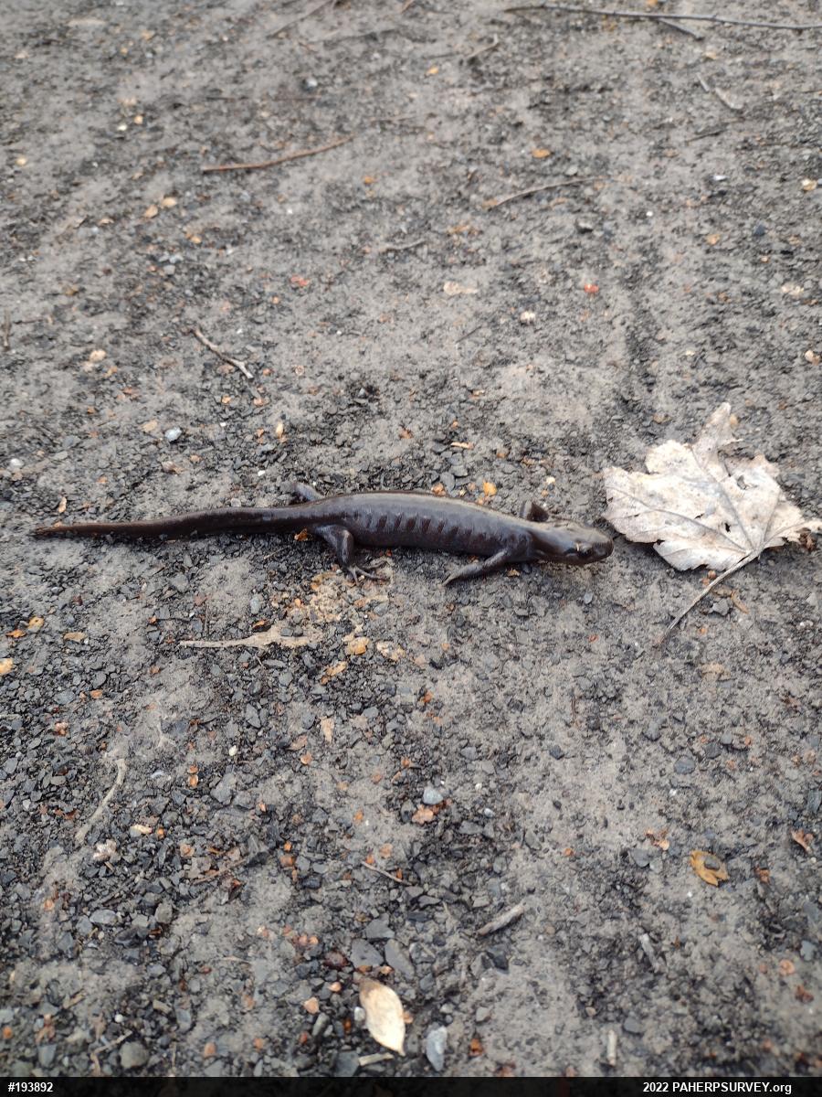 Jefferson Salamander