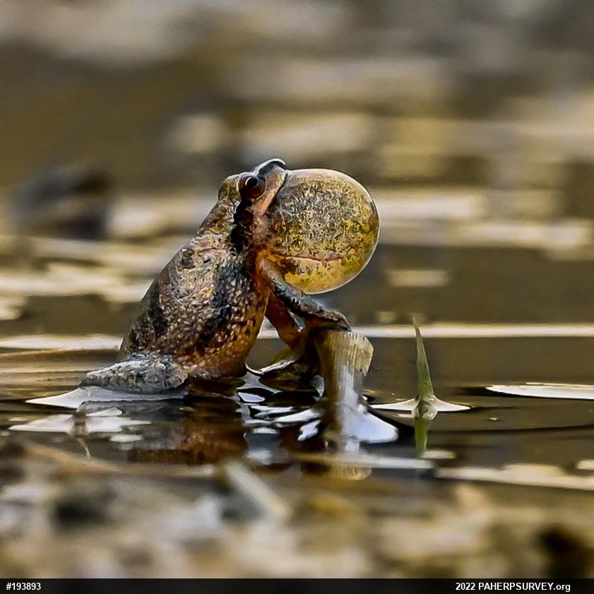 Spring Peeper