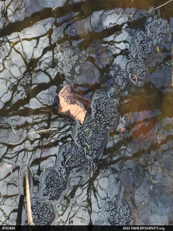 Wood Frog