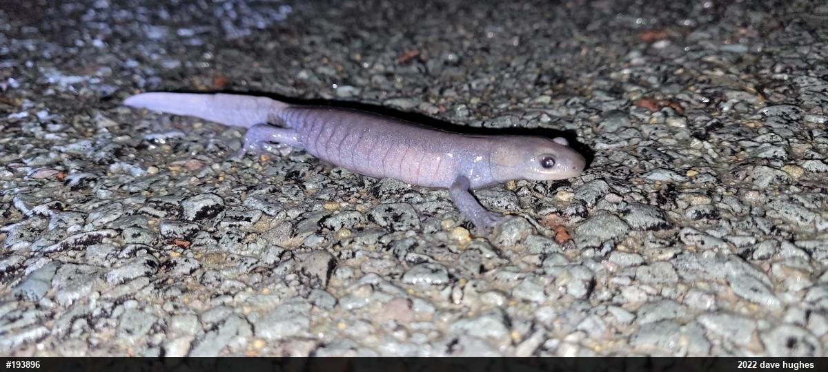 Jefferson Salamander