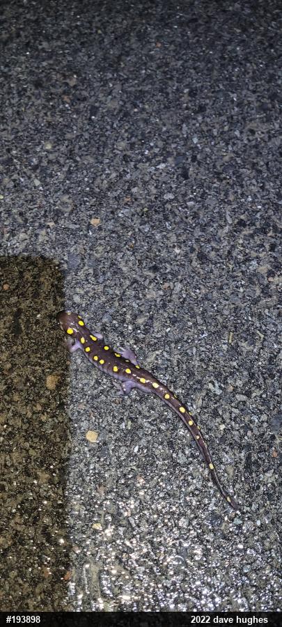 Spotted Salamander