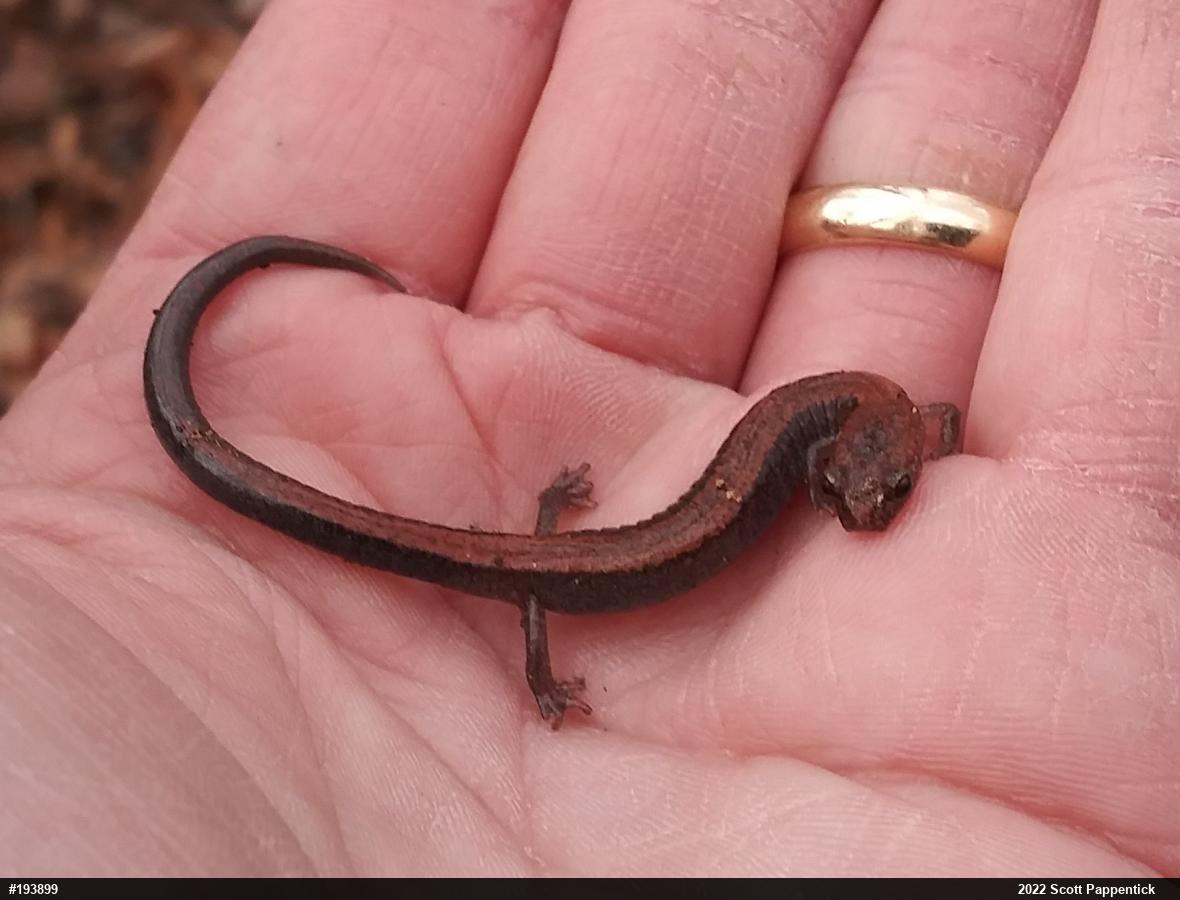 Eastern Red-backed  Salamander