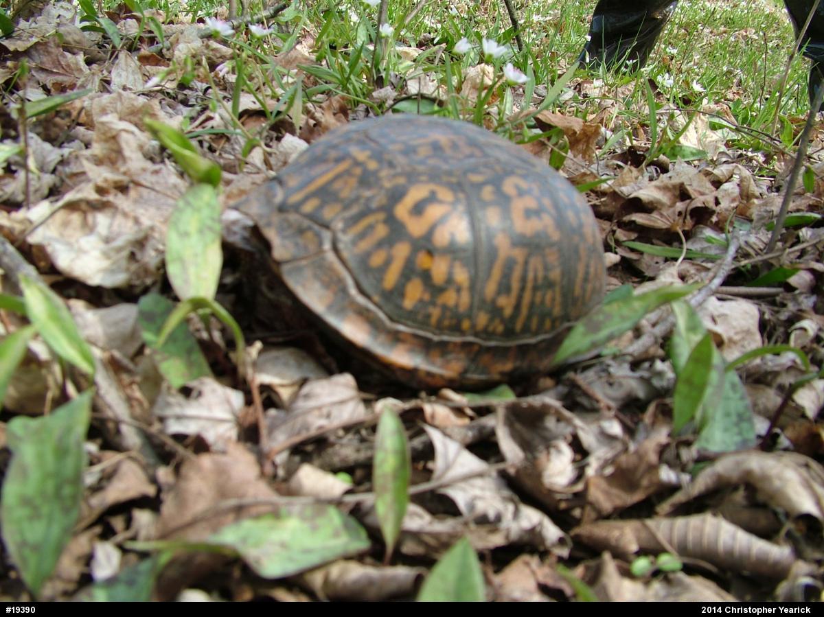 Eastern Box Turtle