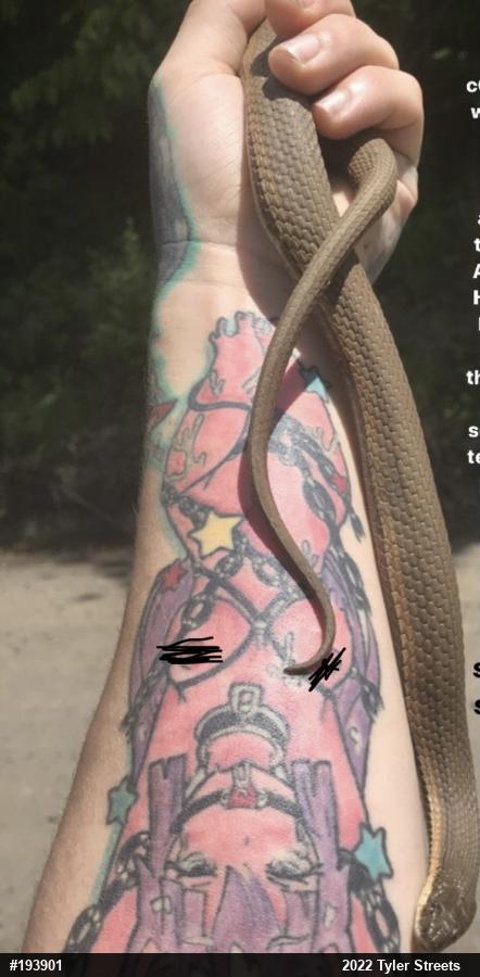 Queensnake