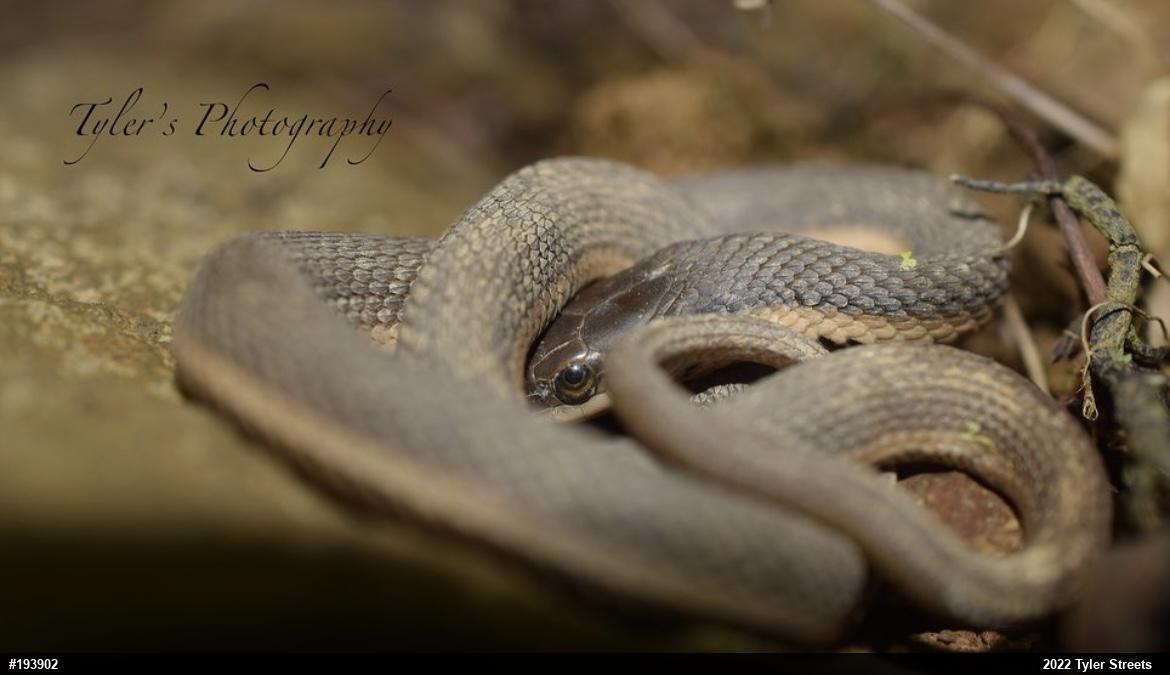 Queensnake