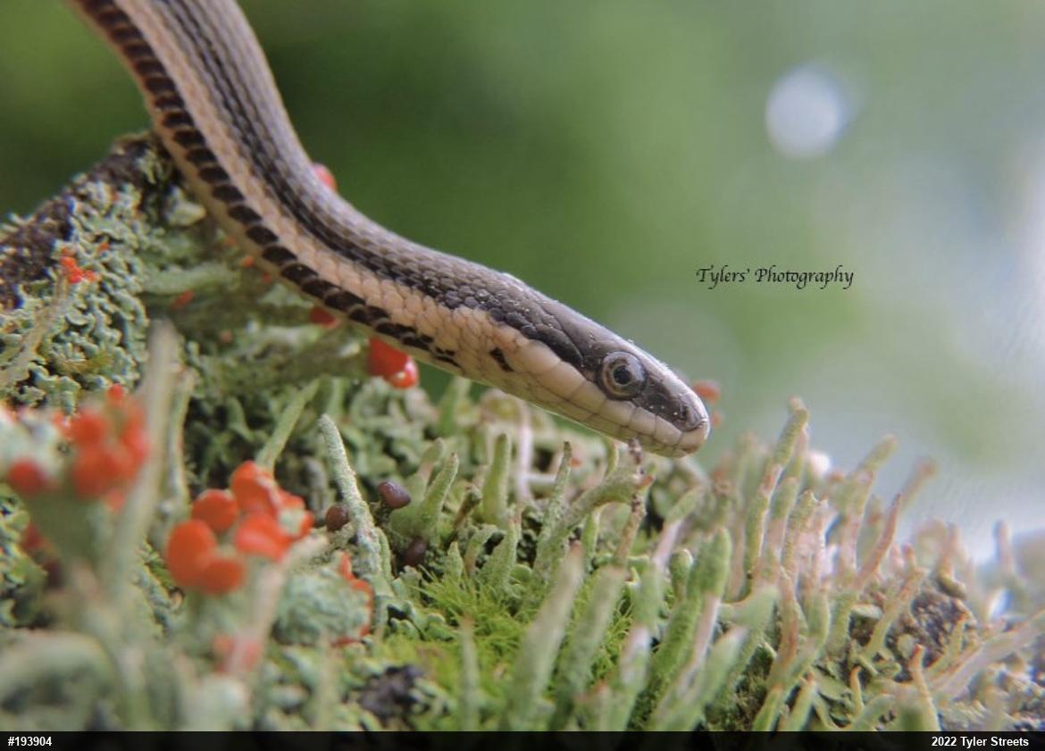 Queensnake