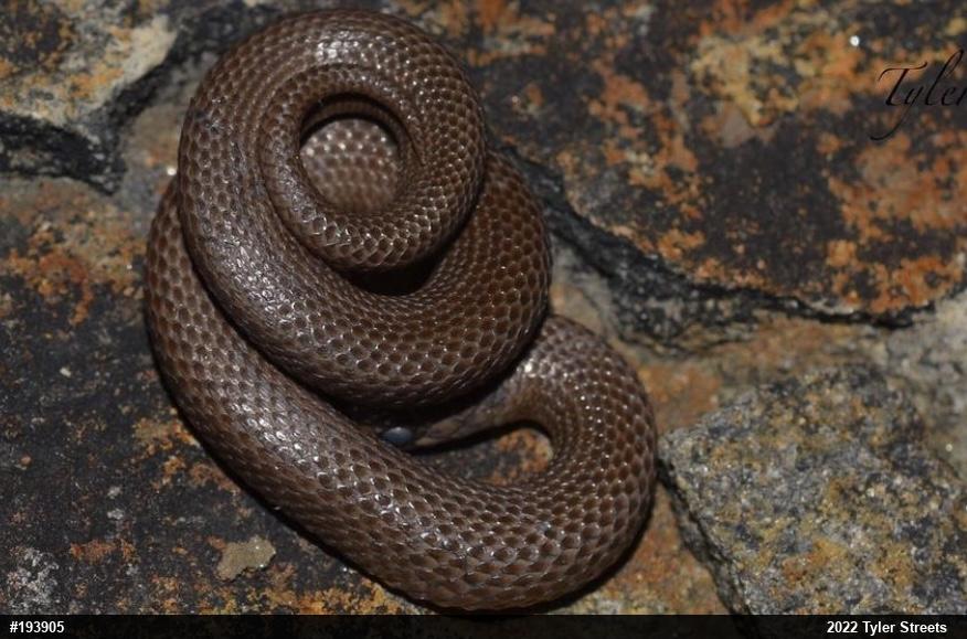 Mountain Earthsnake
