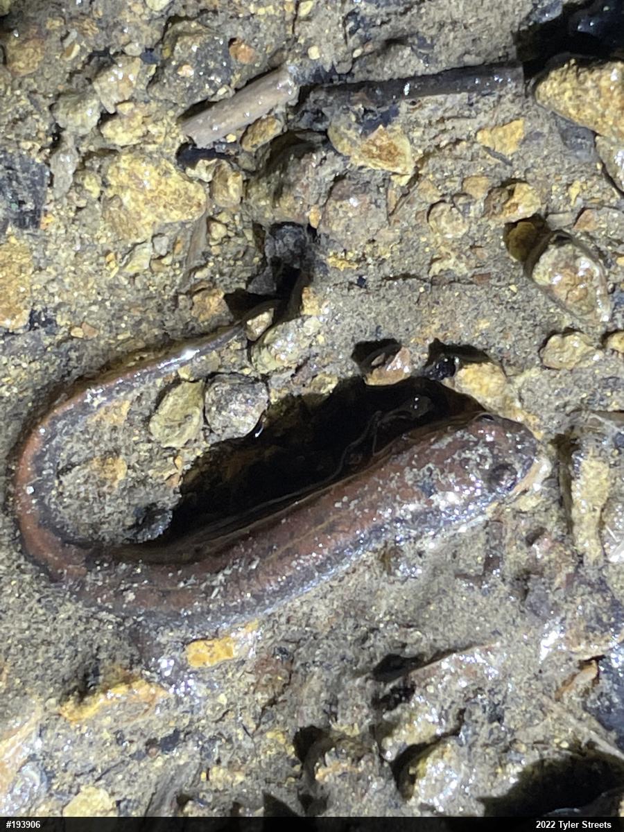 Northern Dusky Salamander