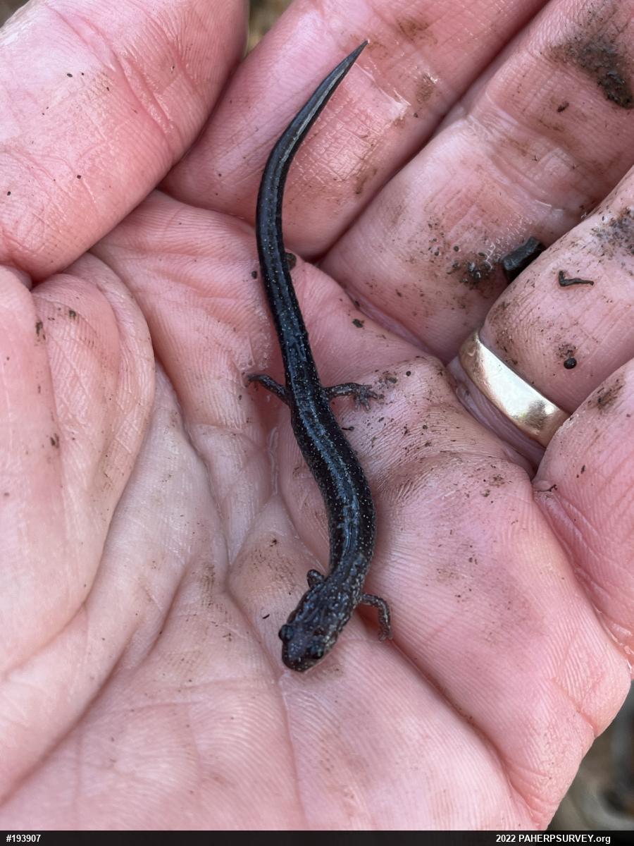 Eastern Red-backed  Salamander