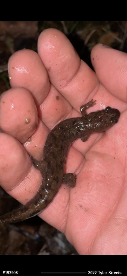 Seal Salamander