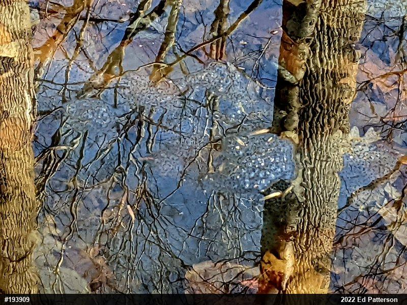 Wood Frog