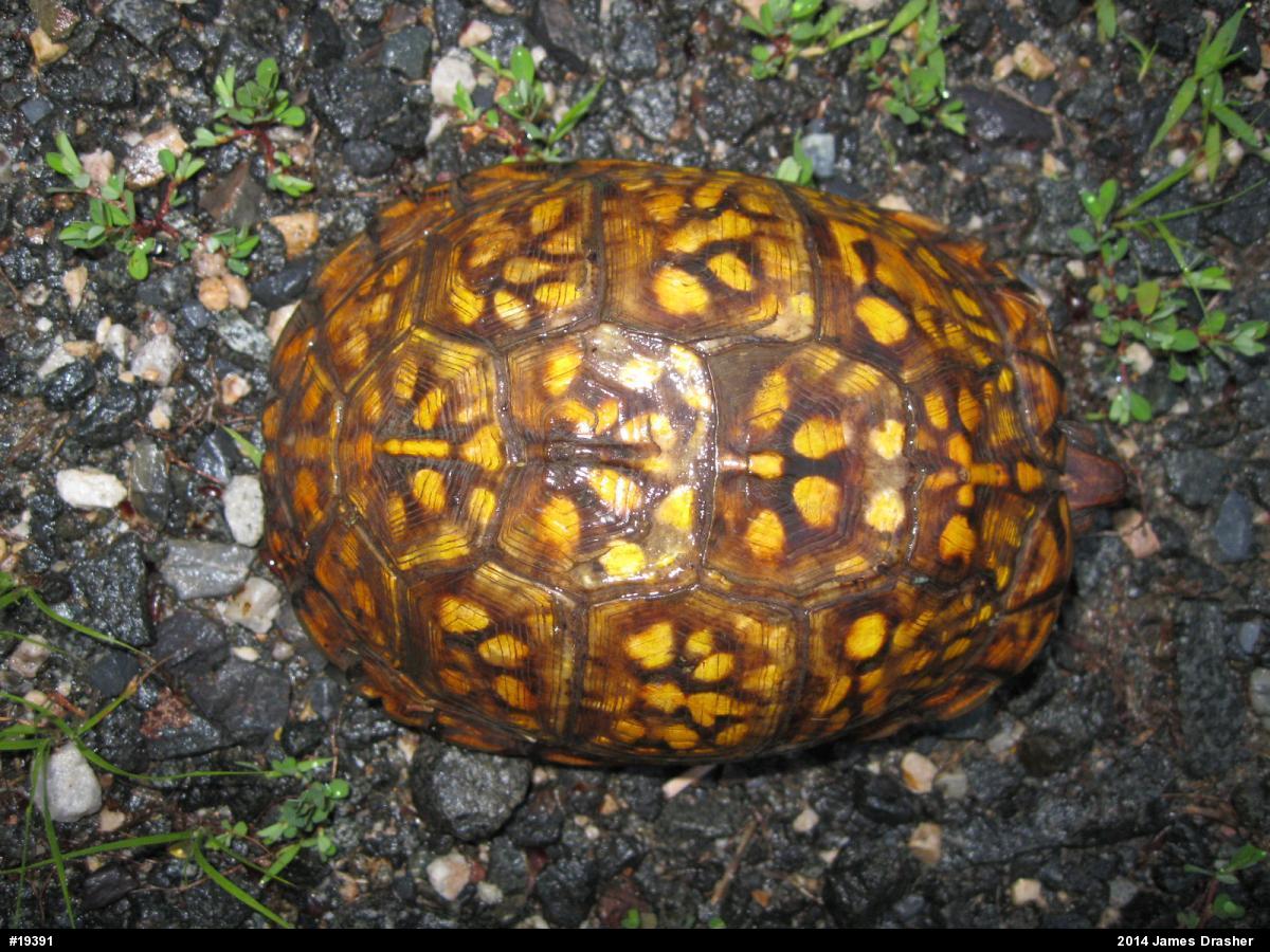 Eastern Box Turtle