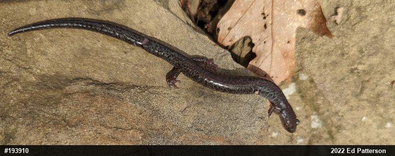 Valley And Ridge Salamander