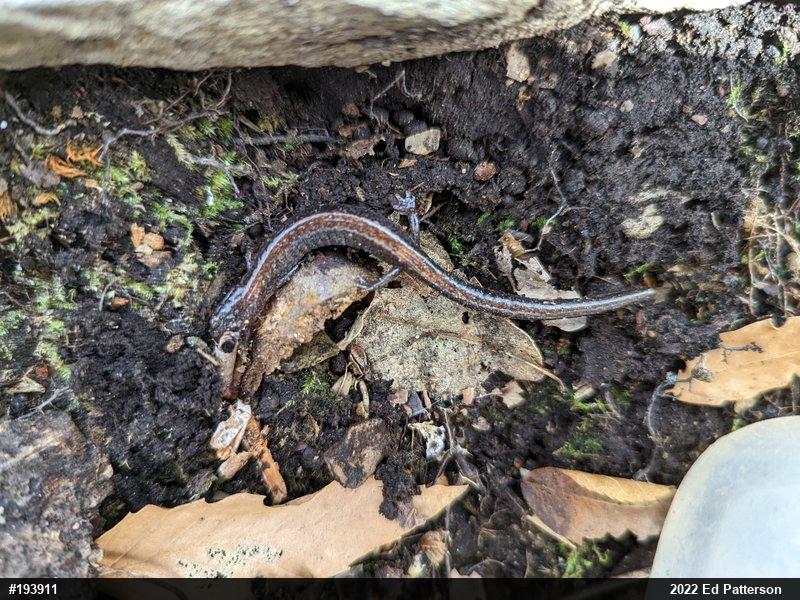 Eastern Red-backed  Salamander