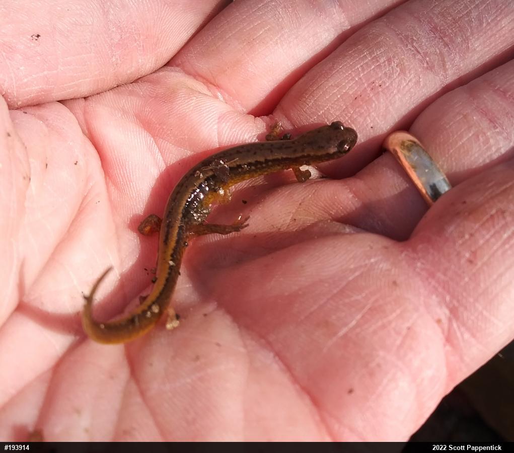 Northern Two-lined Salamander