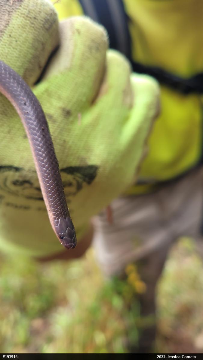 Eastern Wormsnake