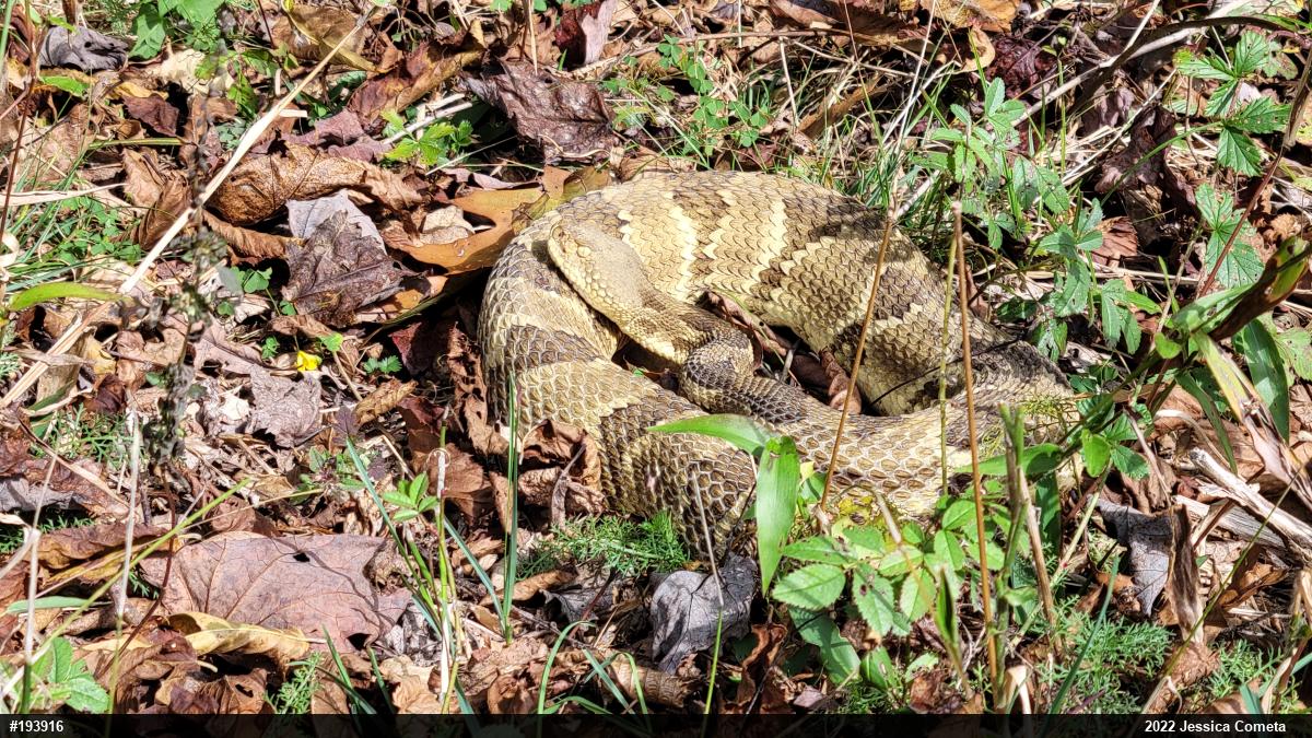 Timber Rattlesnake