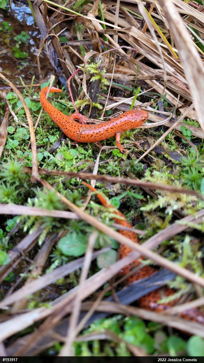 Northern Red Salamander
