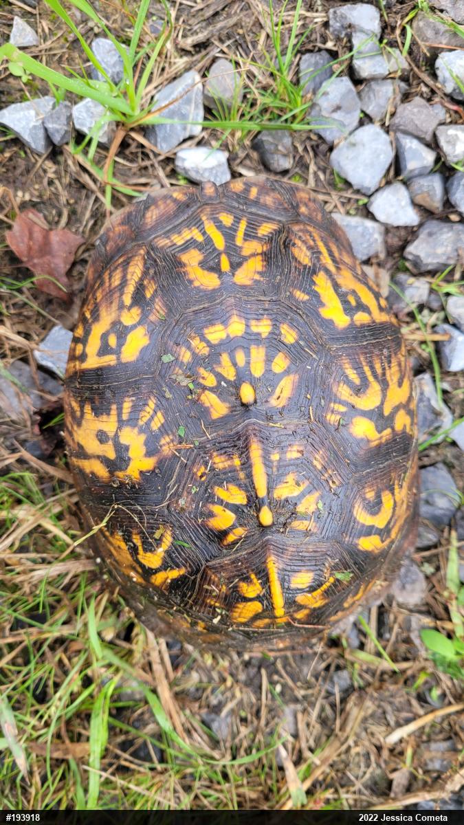 Eastern Box Turtle