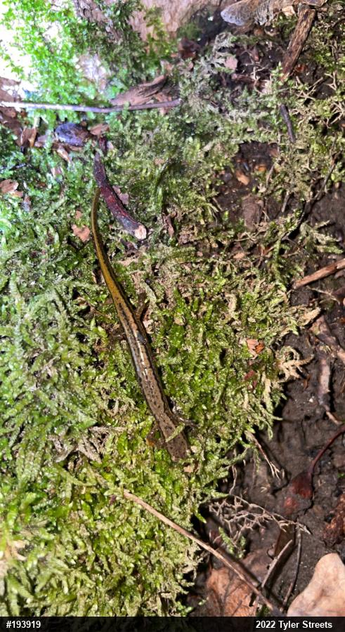 Northern Two-lined Salamander