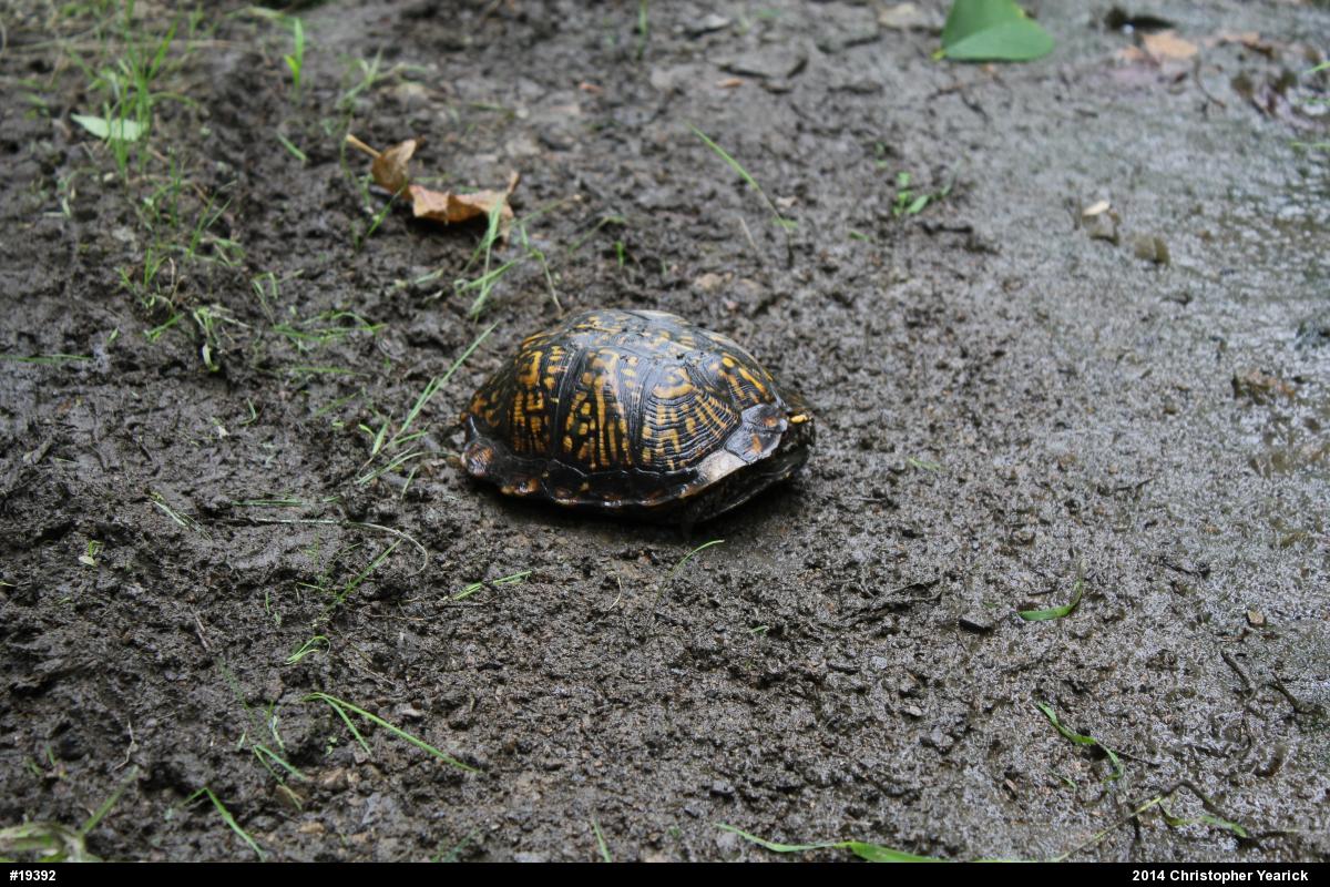 Eastern Box Turtle