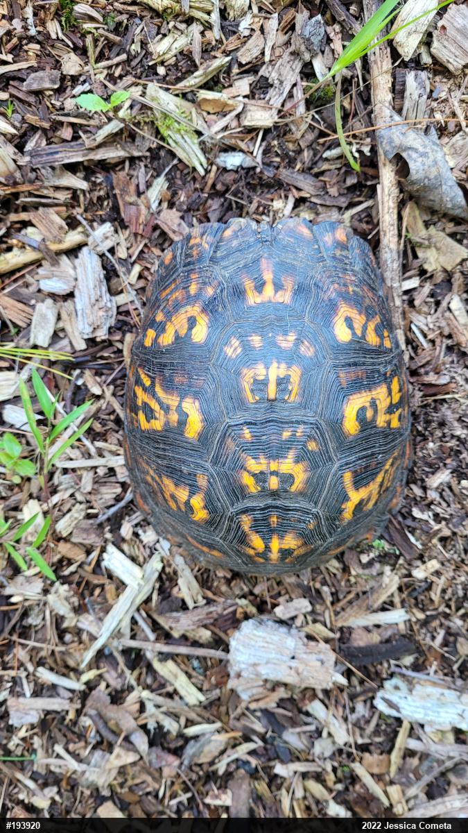 Eastern Box Turtle