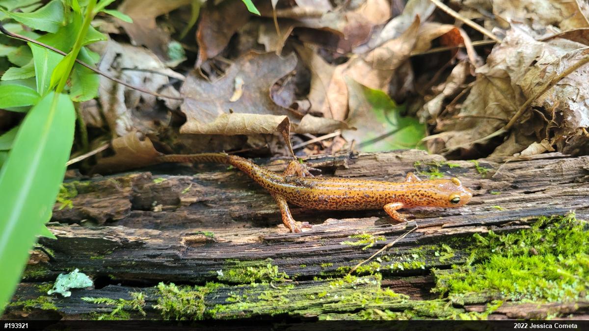 Eastern Long-tailed Salamander