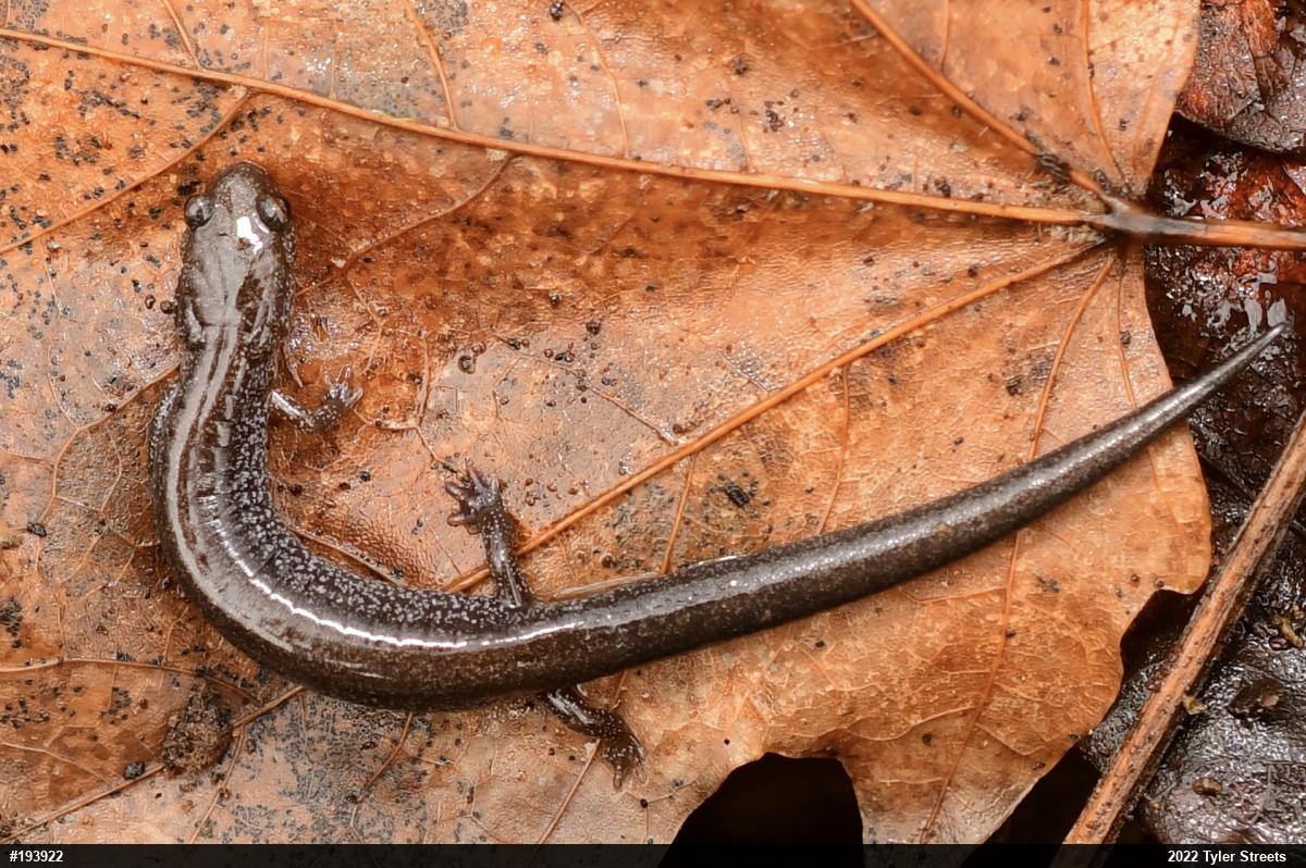 Eastern Red-backed  Salamander