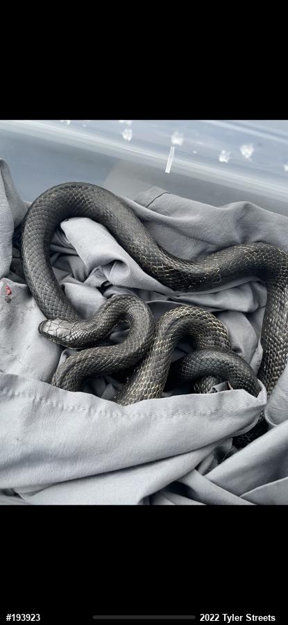 Eastern Ratsnake