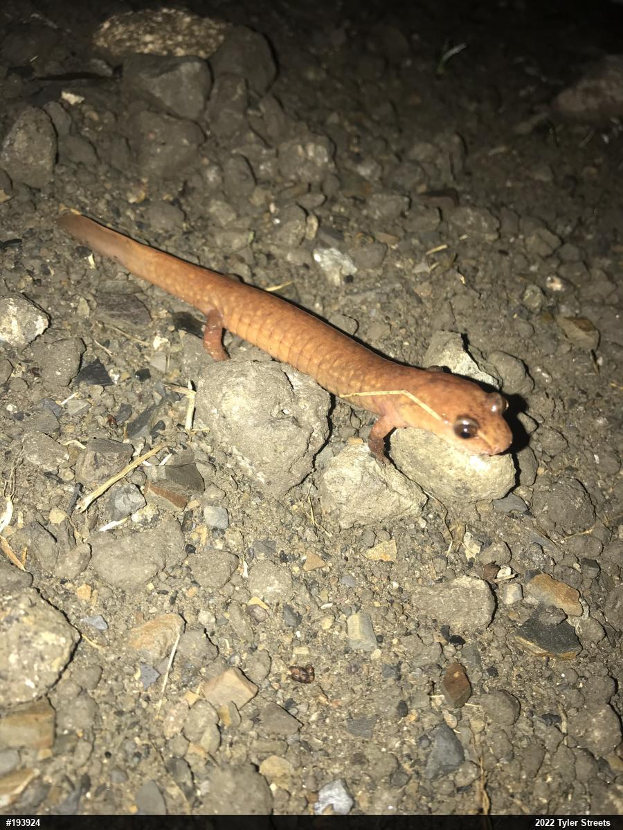 Northern Spring Salamander