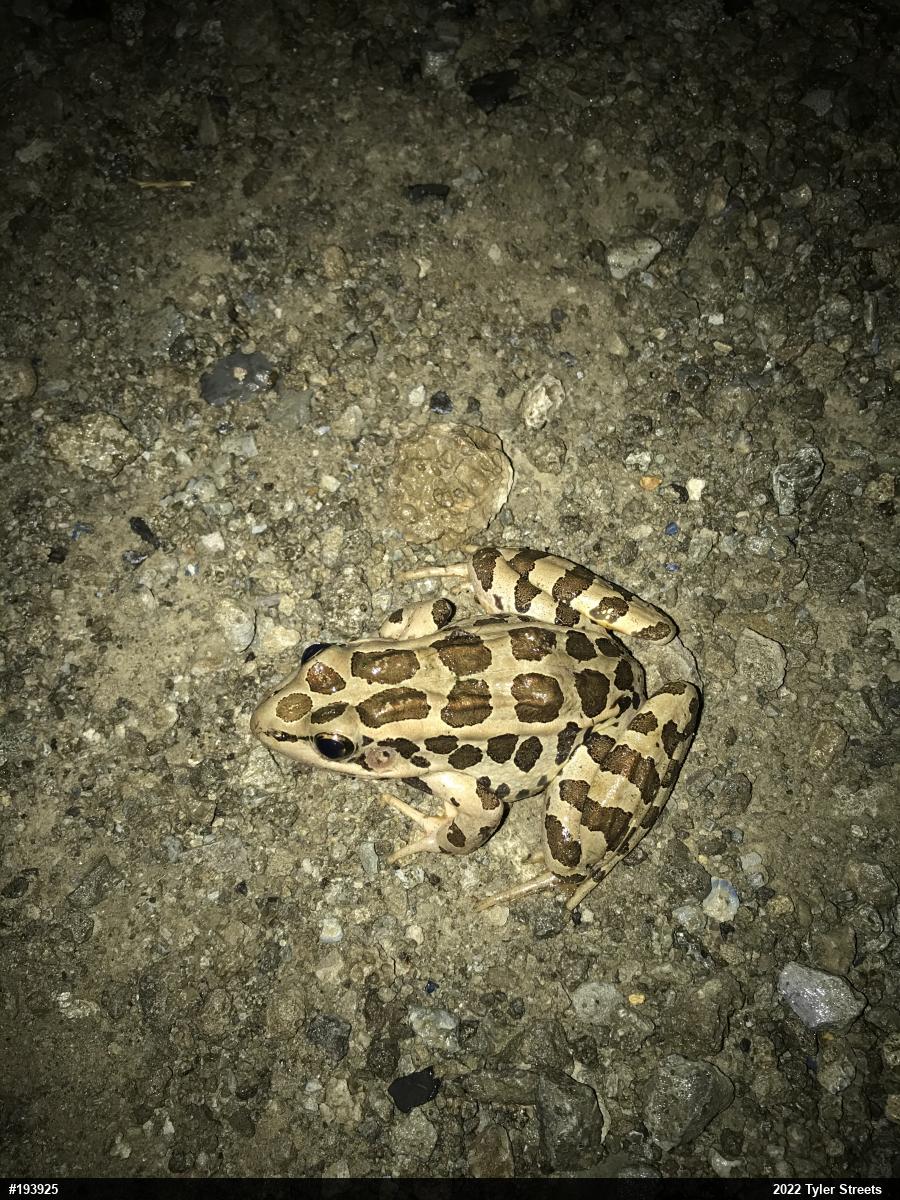 Pickerel Frog