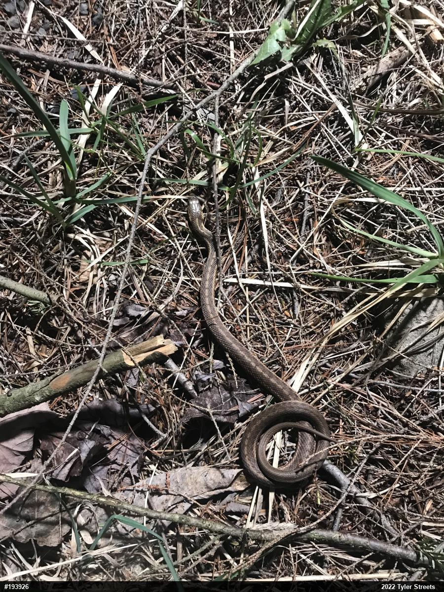 Eastern Gartersnake